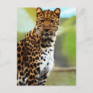 Cheetah Briefkaart