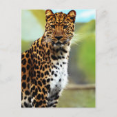 Cheetah Briefkaart (Voorkant)