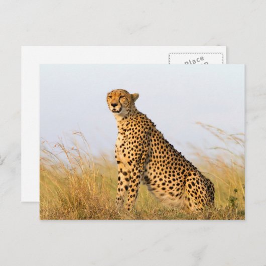 Cheetah Briefkaart (Voorkant / Achterkant)