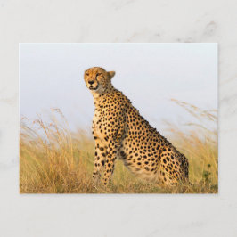 Cheetah Briefkaart