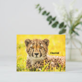 Cheetah, briefkaart van de kattenfamilie (Staand voorkant)