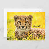 Cheetah, briefkaart van de kattenfamilie (Voorkant / Achterkant)