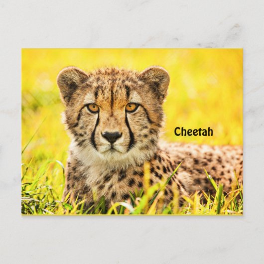 Cheetah, briefkaart van de kattenfamilie (Voorkant)