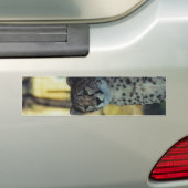 Cheetah Bumpersticker (Op auto)