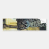 Cheetah Bumpersticker (Voorkant)
