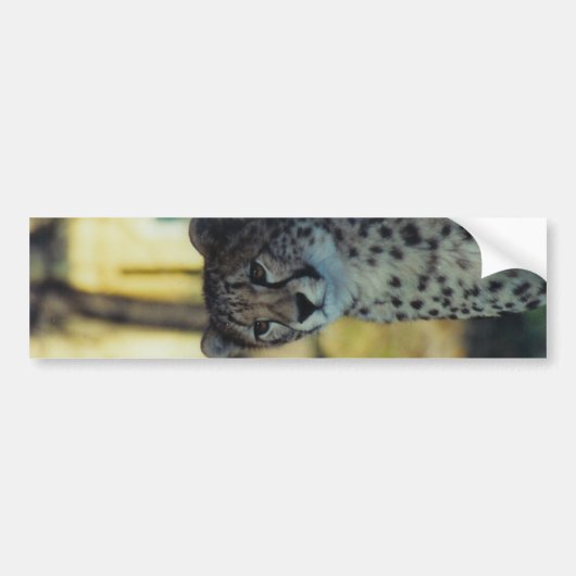 Cheetah Bumpersticker (Voorkant)