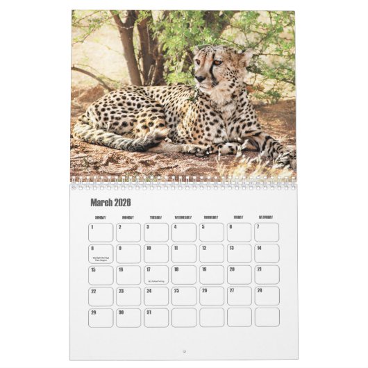 Cheetah Calendar Kalender (Mar 2026)