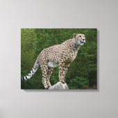 Cheetah Canvas Afdruk (Voorkant)