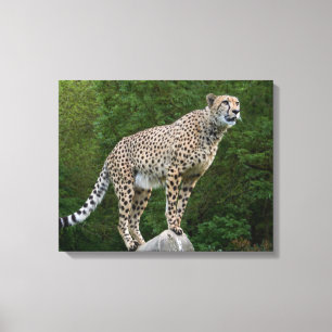 Cheetah Canvas Afdruk
