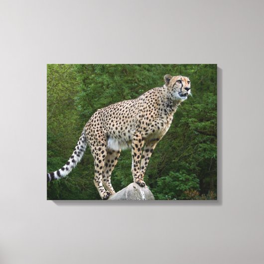 Cheetah Canvas Afdruk (Voorkant)