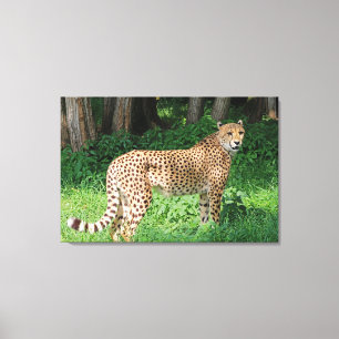 Cheetah Canvas Afdruk