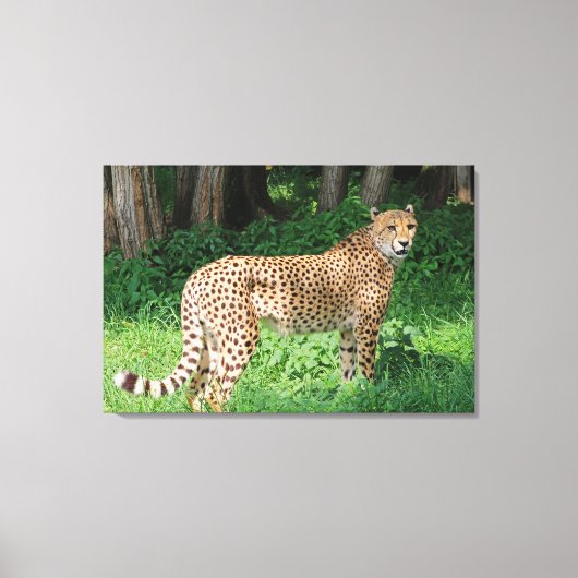 Cheetah Canvas Afdruk (Voorkant)