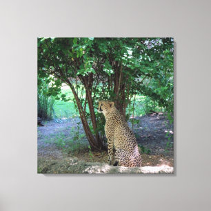 Cheetah Canvas Afdruk