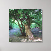 Cheetah Canvas Afdruk (Voorkant)
