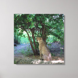 Cheetah Canvas Afdruk