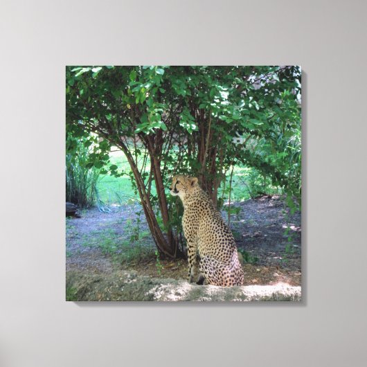 Cheetah Canvas Afdruk (Voorkant)