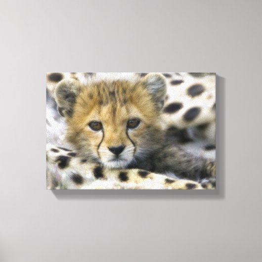 Cheetah Canvas Afdruk (Voorkant)