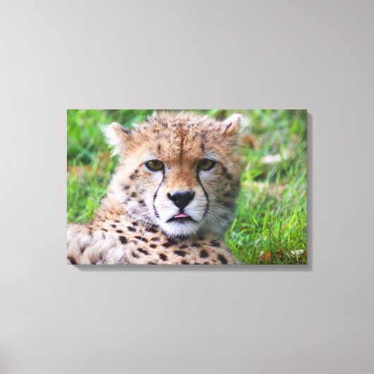 Cheetah Canvas Afdruk (Voorkant)