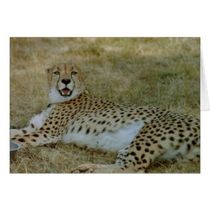 Cheetah Card