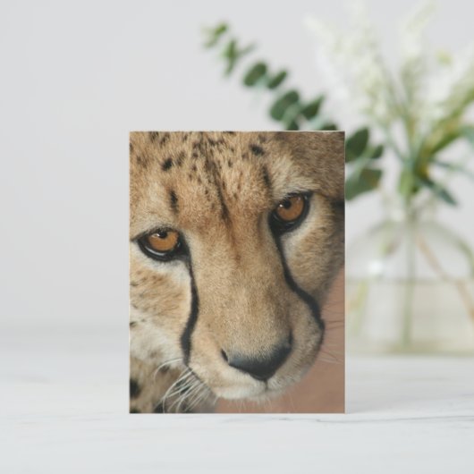 Cheetah Cat Briefkaart (Staand voorkant)
