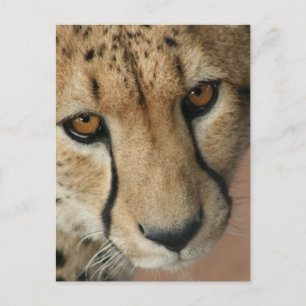 Cheetah Cat Briefkaart