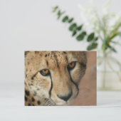 Cheetah Cat Briefkaart (Staand voorkant)