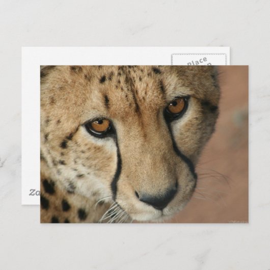 Cheetah Cat Briefkaart (Voorkant / Achterkant)