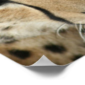 Cheetah Cat Print (Hoek)