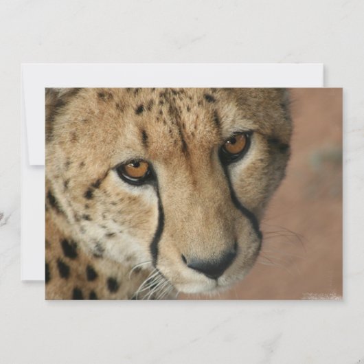 Cheetah Cat Uitnodiging (Voorkant)