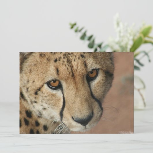 Cheetah Cat Uitnodiging (Staand voorkant)