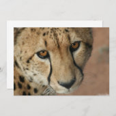 Cheetah Cat Uitnodiging (Voorkant / Achterkant)