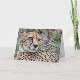 Cheetah Cat Wild Animal Art Note Kaart