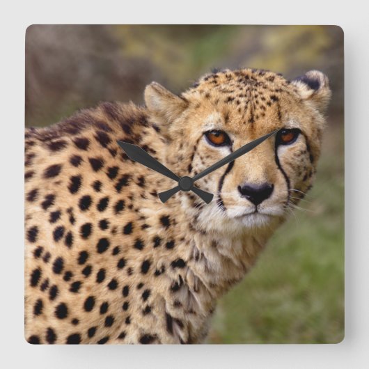 Cheetah Clock Vierkante Klok (Voorkant)