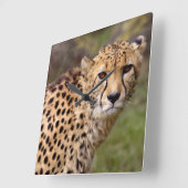 Cheetah Clock Vierkante Klok (Hoek)