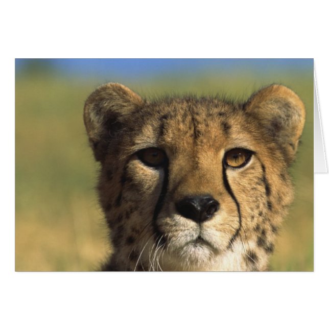 Cheetah Close-up (Voorkant Horizontaal)