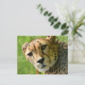 Cheetah Close Up Face Briefkaart (Staand voorkant)