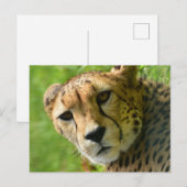 Cheetah Close Up Face Briefkaart (Voorkant / Achterkant)