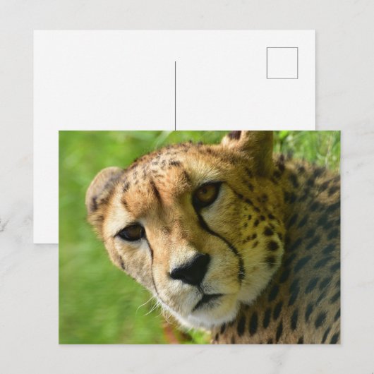 Cheetah Close Up Face Briefkaart (Voorkant / Achterkant)