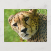 Cheetah Close Up Face Briefkaart (Voorkant)
