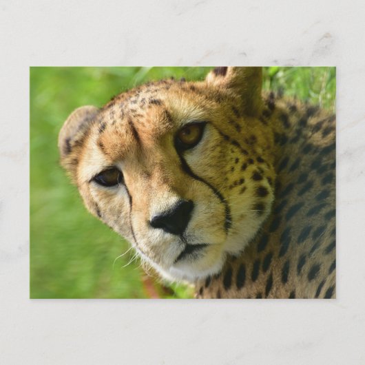 Cheetah Close Up Face Briefkaart (Voorkant)