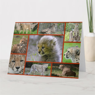 Cheetah-Collage001 Kaart