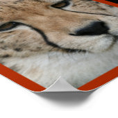 Cheetah-Collage 001 Poster (Hoek)