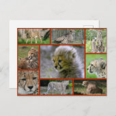 Cheetah-Collage 001 Poster Aankondigingskaart (Voorkant / Achterkant)