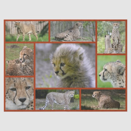 Cheetah-Collage 001 Poster Tissuepapier (Voorkant)