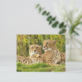 Cheetah Companions - Rusten in het wild Briefkaart (Staand voorkant)