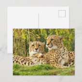 Cheetah Companions - Rusten in het wild Briefkaart (Voorkant / Achterkant)
