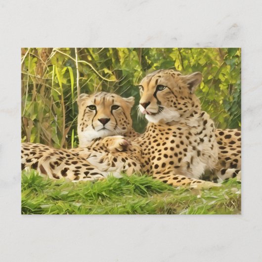 Cheetah Companions - Rusten in het wild Briefkaart (Voorkant)