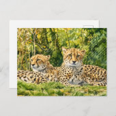 Cheetah Companions - Rusten in het wild Briefkaart (Voorkant / Achterkant)