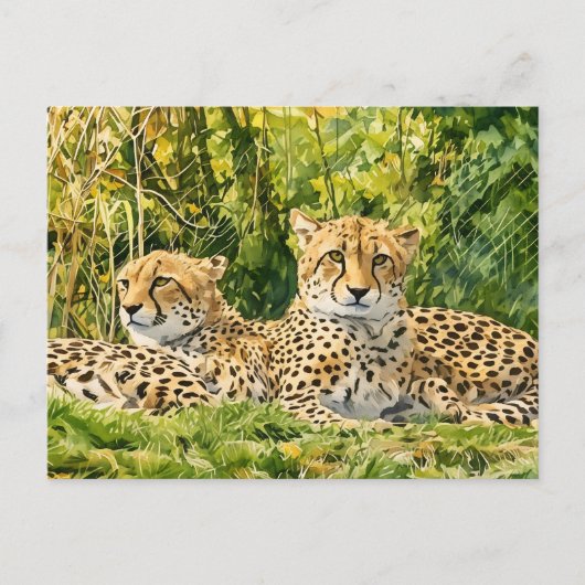 Cheetah Companions - Rusten in het wild Briefkaart (Voorkant)
