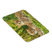 Cheetah Companions - Rusten in het wild Magneet (Rechterzijde)